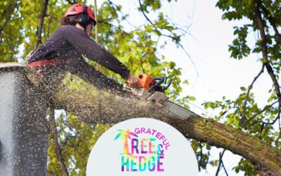 Top Benefits of Professional Tree Services: Insights from Grateful Tree & Hedge