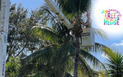 Discover Premier Tree Care with Grateful Tree & Hedge in South Florida